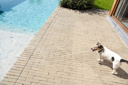 hond loopt op het terras naast het zwembad